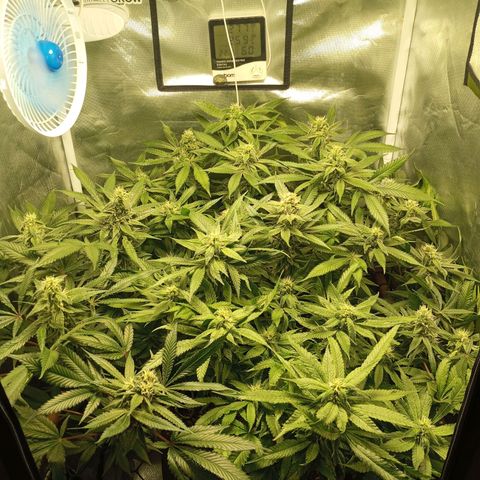 Lemon Haze growlog timeline photo