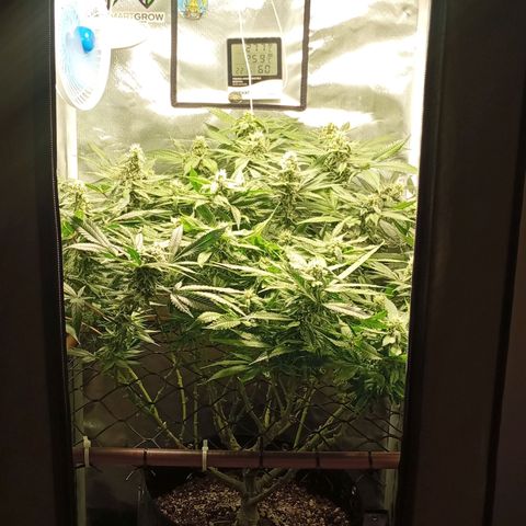 Lemon Haze growlog timeline photo