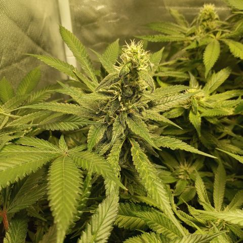 Lemon Haze growlog timeline photo