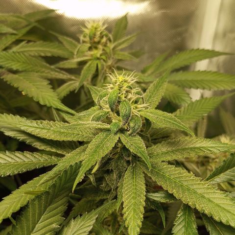 Lemon Haze growlog timeline photo
