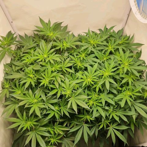 Critical +2 XXL Auto growlog timeline photo