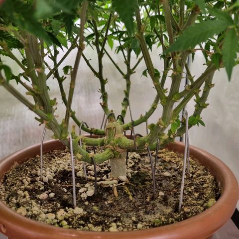 Critical +2 XXL Auto growlog timeline photo