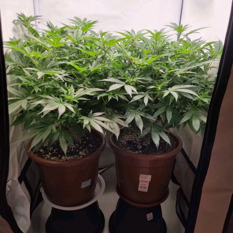 Critical +2 XXL Auto growlog timeline photo