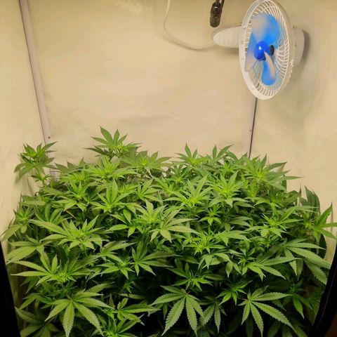 Critical +2 XXL Auto growlog timeline photo