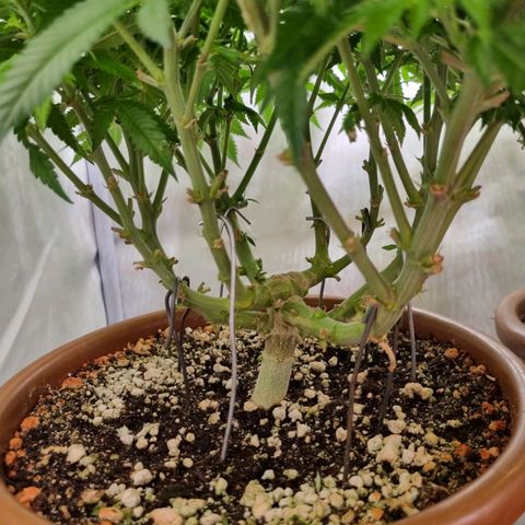Critical +2 XXL Auto growlog timeline photo