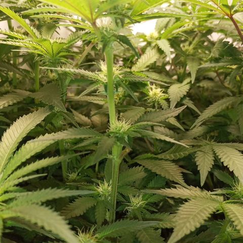 Critical +2 XXL Auto growlog timeline photo