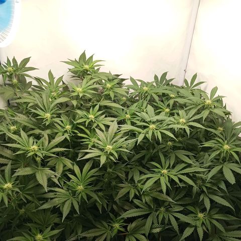 Critical +2 XXL Auto growlog timeline photo