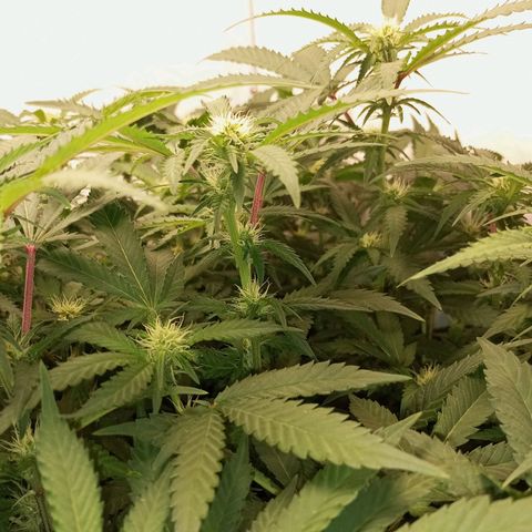 Critical +2 XXL Auto growlog timeline photo