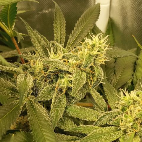 Lemon Haze growlog timeline photo