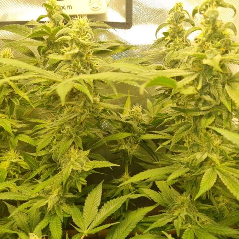 Lemon Haze growlog timeline photo