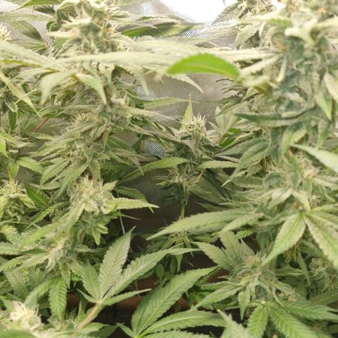 Lemon Haze growlog timeline photo