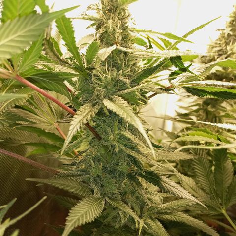 Lemon Haze growlog timeline photo