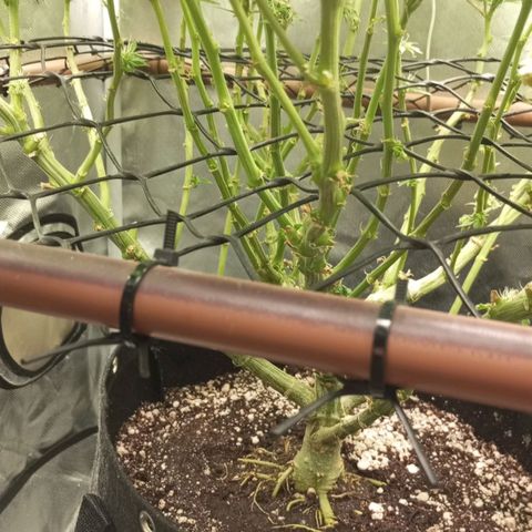 Lemon Haze growlog timeline photo