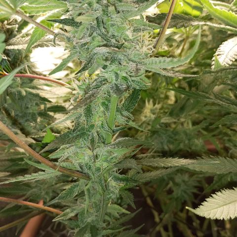 Lemon Haze growlog timeline photo