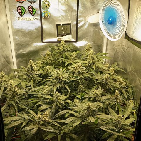 Lemon Haze growlog timeline photo