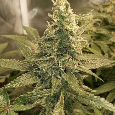 Lemon Haze growlog timeline photo