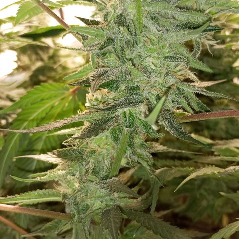 Lemon Haze growlog timeline photo