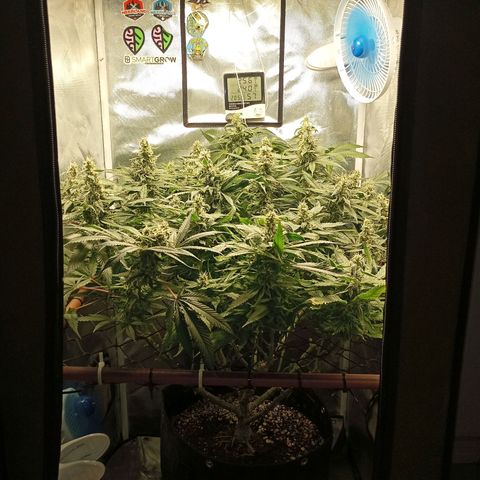 Lemon Haze growlog timeline photo