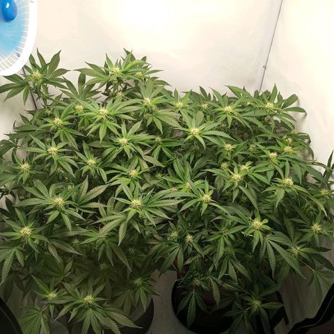 Critical +2 XXL Auto growlog timeline photo
