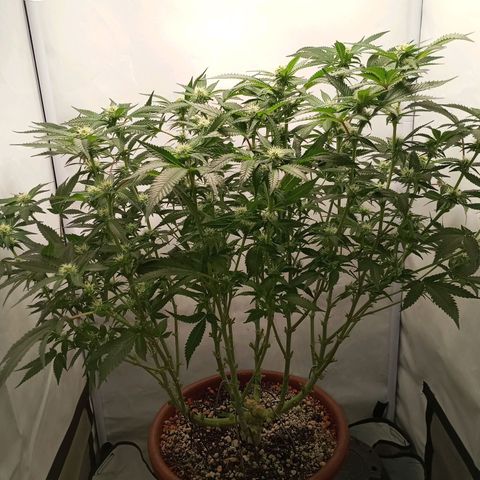 Critical +2 XXL Auto growlog timeline photo