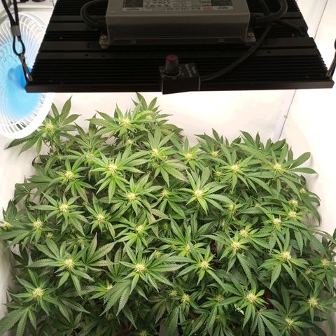 Critical +2 XXL Auto growlog timeline photo
