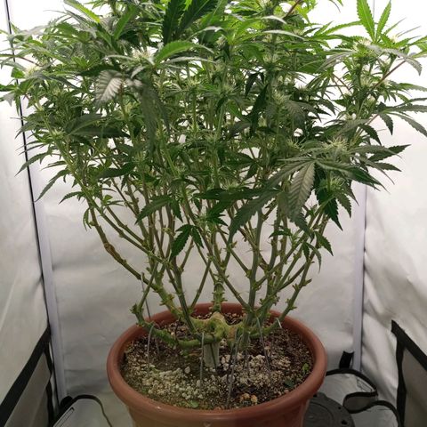 Critical +2 XXL Auto growlog timeline photo