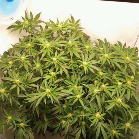 Critical +2 XXL Auto growlog timeline photo