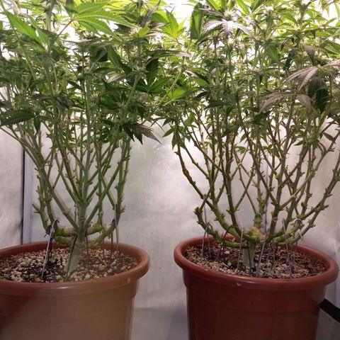 Critical +2 XXL Auto growlog timeline photo