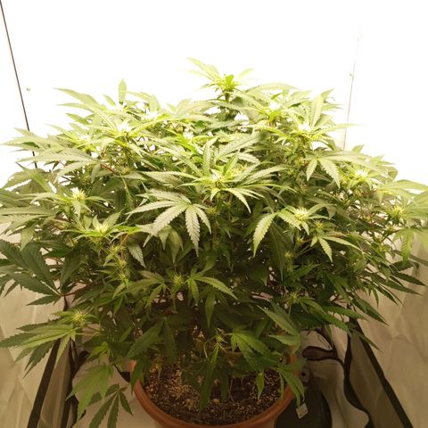 Critical +2 XXL Auto growlog timeline photo