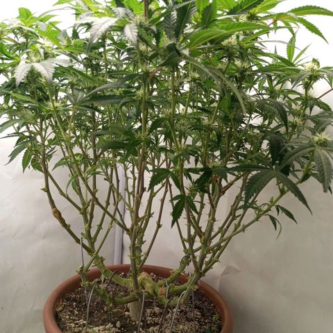 Critical +2 XXL Auto growlog timeline photo
