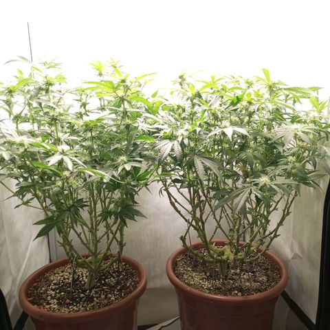 Critical +2 XXL Auto growlog timeline photo