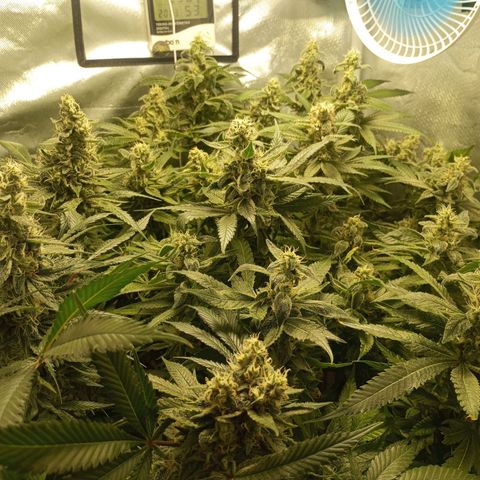 Lemon Haze growlog timeline photo