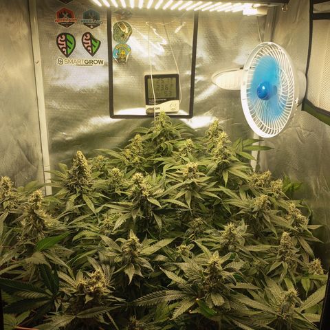 Lemon Haze growlog timeline photo