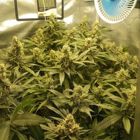 Lemon Haze growlog timeline photo