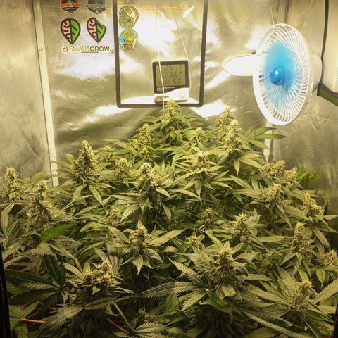 Lemon Haze growlog timeline photo