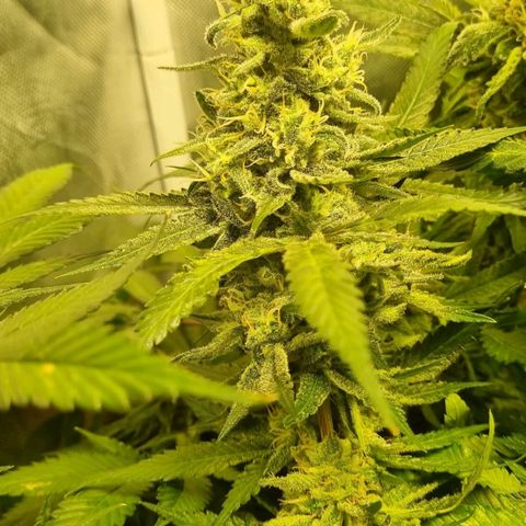 Lemon Haze growlog timeline photo