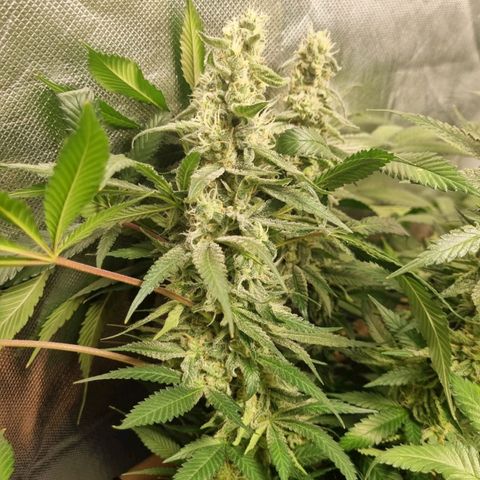 Lemon Haze growlog timeline photo