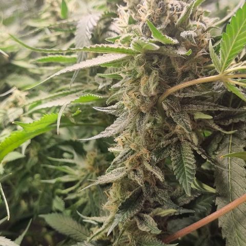Lemon Haze growlog timeline photo