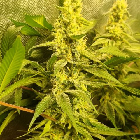 Lemon Haze growlog timeline photo