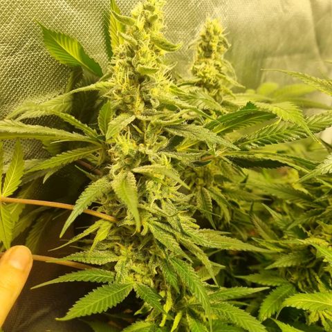 Lemon Haze growlog timeline photo