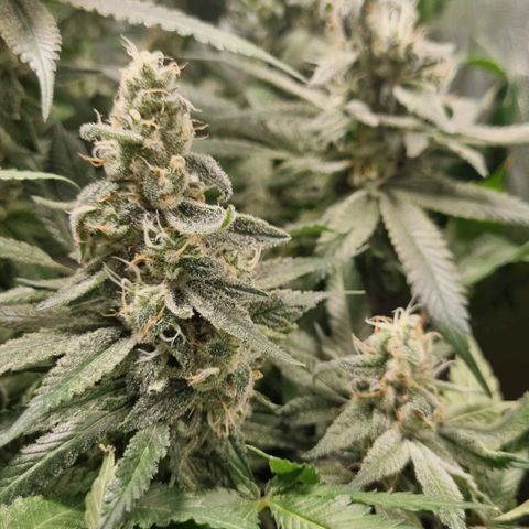 Lemon Haze growlog timeline photo