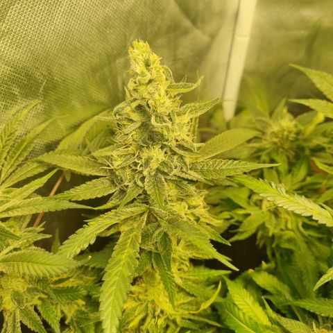 Lemon Haze growlog timeline photo