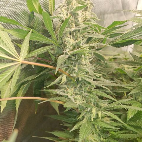 Lemon Haze growlog timeline photo
