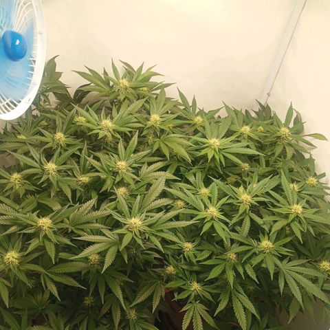 Critical +2 XXL Auto growlog timeline photo