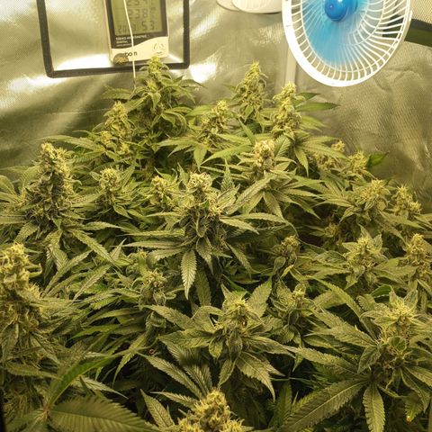 Lemon Haze growlog timeline photo