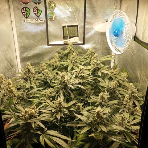 Lemon Haze growlog timeline photo