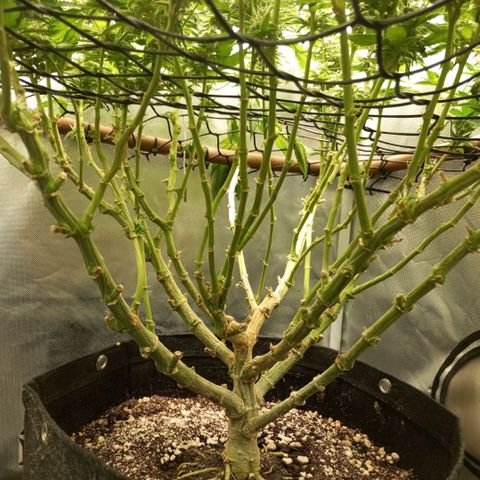 Lemon Haze growlog timeline photo