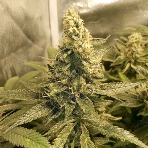 Lemon Haze growlog timeline photo