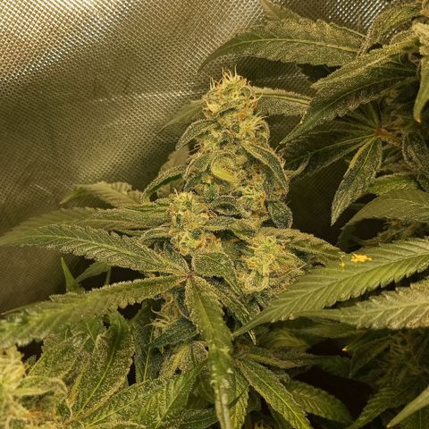 Lemon Haze growlog timeline photo