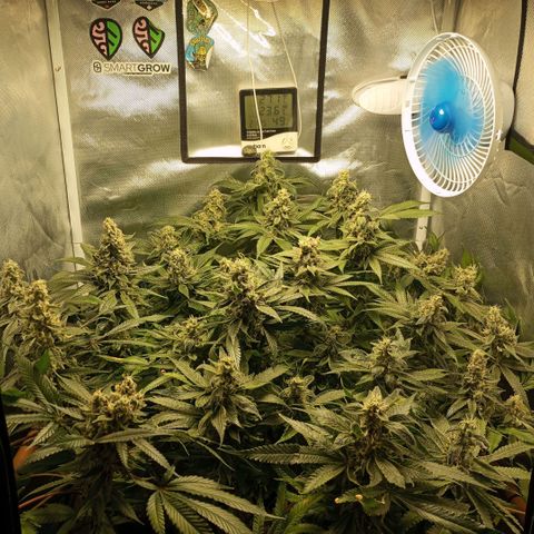 Lemon Haze growlog timeline photo